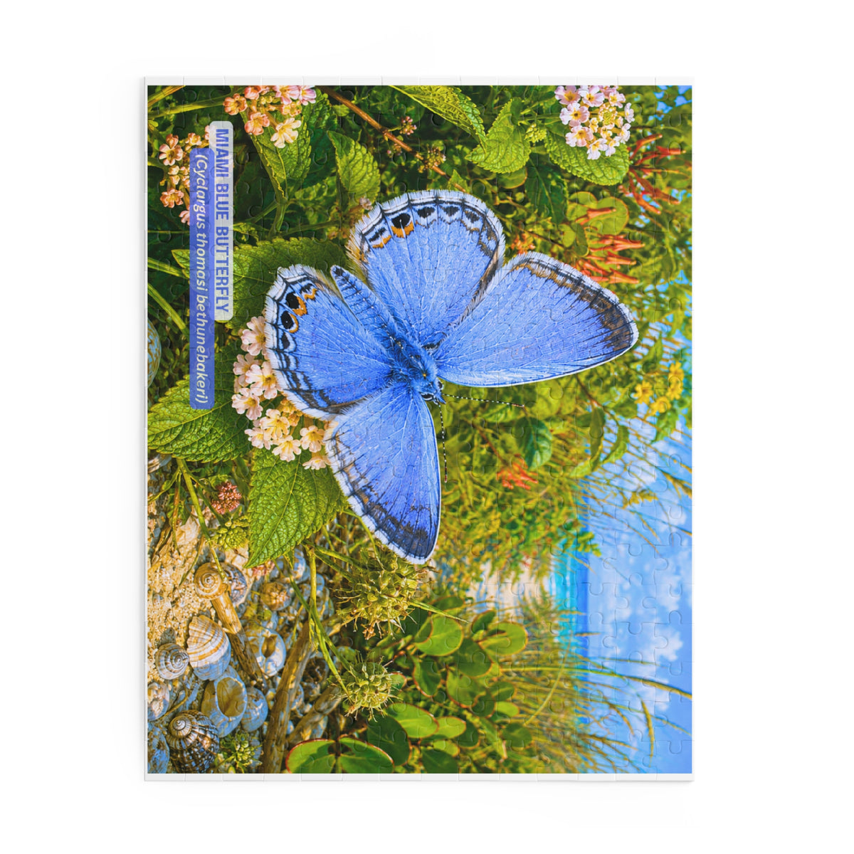 Miami Blue Butterfly Puzzle – Scenic Nature Jigsaw (120/252/500 pcs)