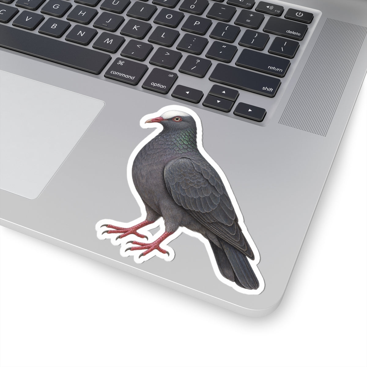 White Crowned Pigeon Kiss-Cut Sticker — Realistic Decal